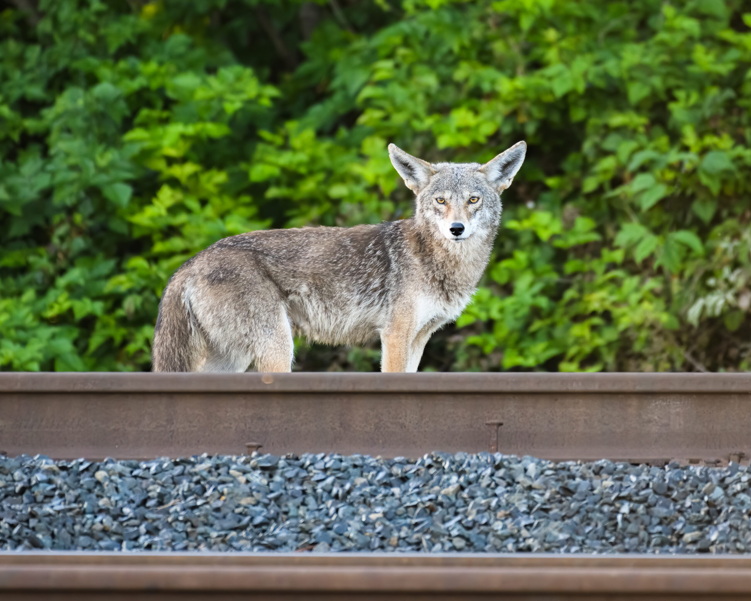 Deadly ‘fox tapeworm’ linked to lethal disease detected in West Coast wildlife