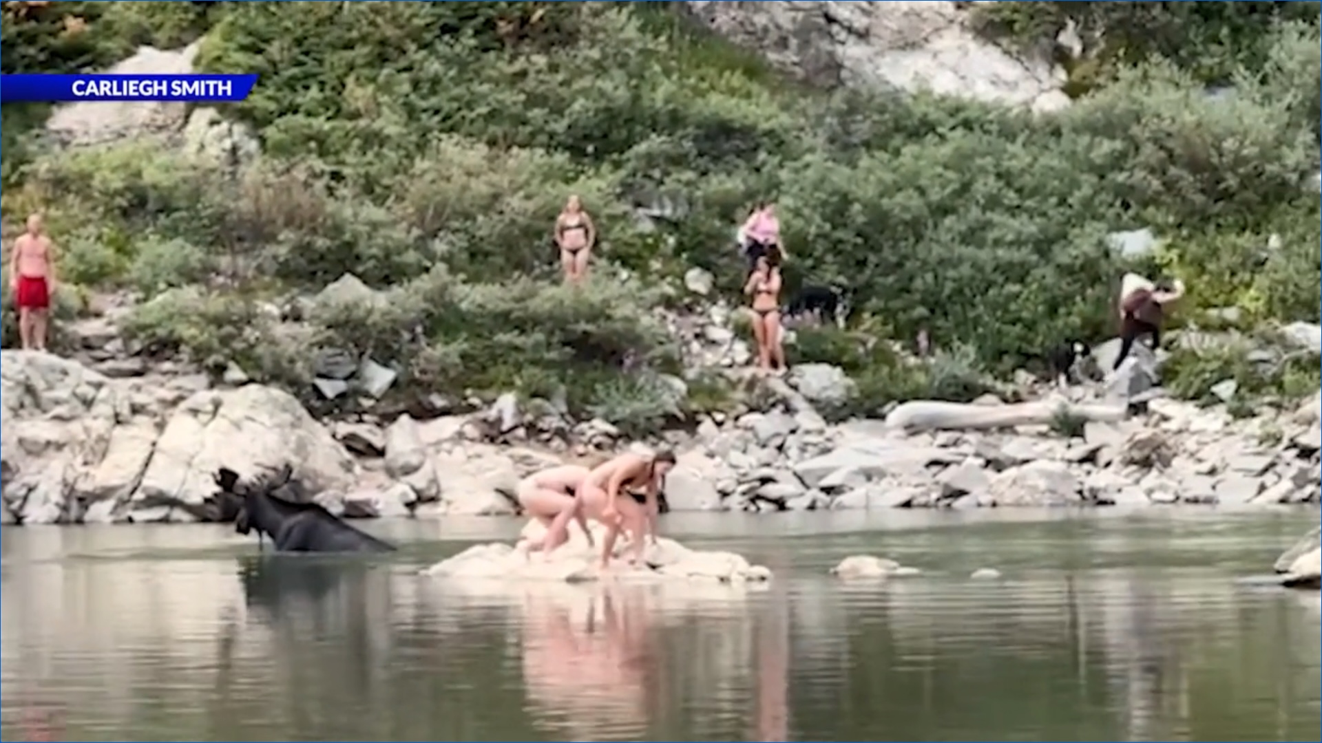 Moose gets shockingly close to Colorado swimmers: video