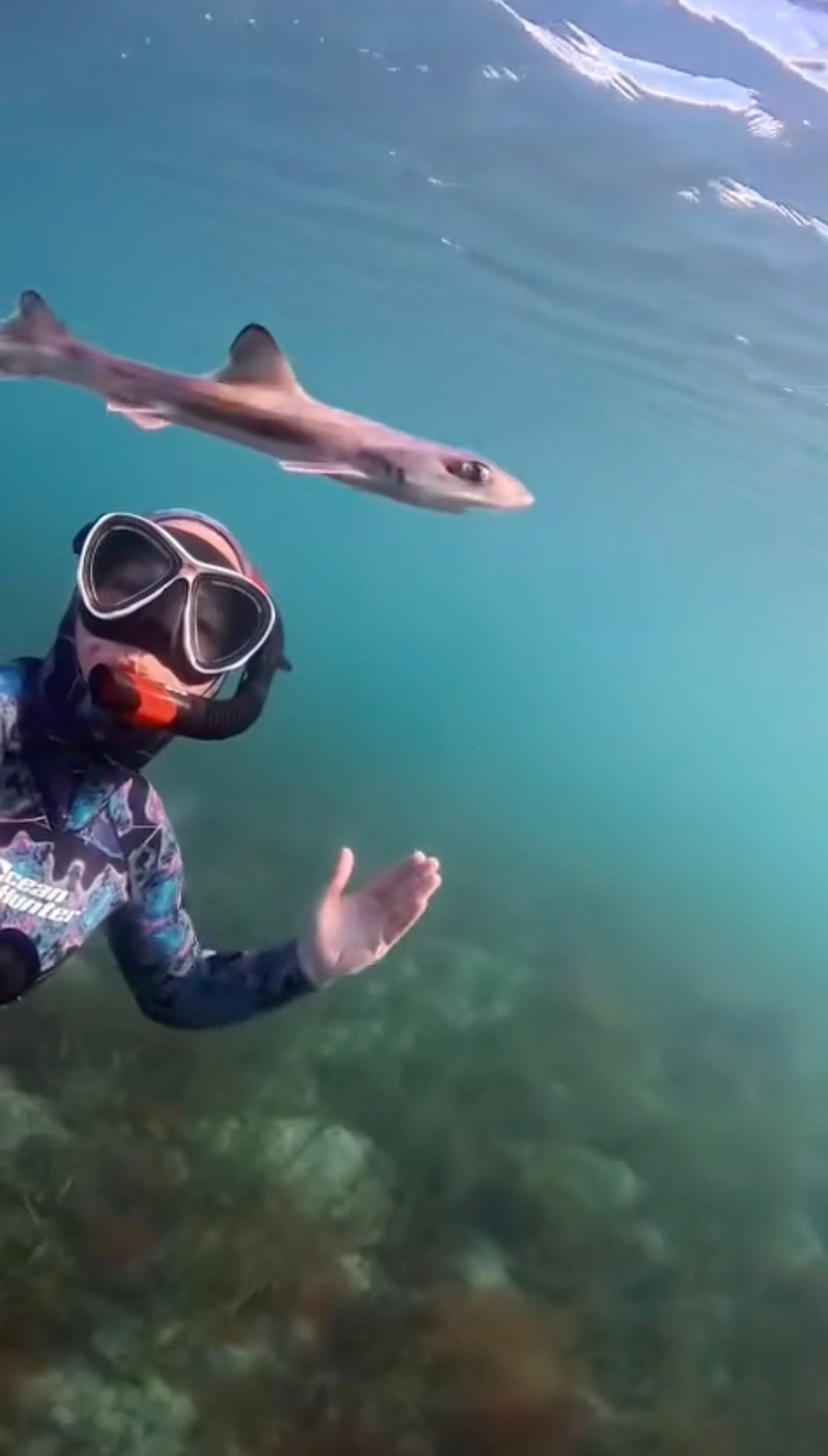 Curious baby shark swims alongside diver in unforgettable encounter: video