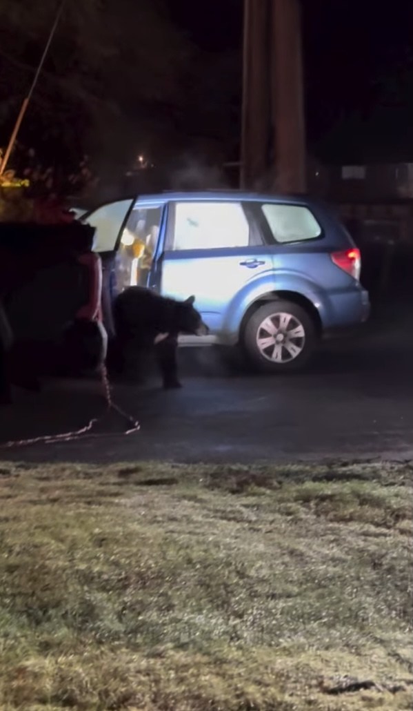 Black bear shreds car to pieces after getting locked inside: ‘Fighting pretty good’